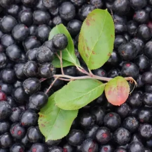 Viking Aronia Berry Plant - 8-12 Inch Black Chokeberry Melanocarpa Shrub
