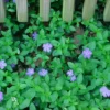 Vinca Minor Vine Plant, Graveyard Vine, 6-12 Inch, Qt Pot, Evergreen Groundcover