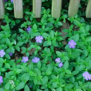 Vinca Minor Vine Plant, Graveyard Vine, 6-12 Inch, Qt Pot, Evergreen Groundcover