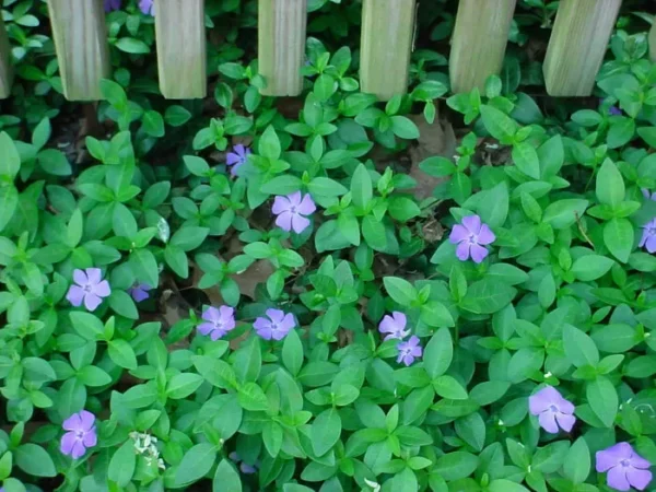 Vinca Minor Vine Plant, Graveyard Vine, 6-12 Inch, Qt Pot, Evergreen Groundcover