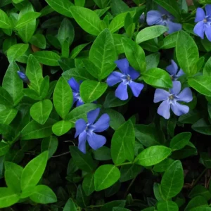 Vinca Minor Vine Plant, Graveyard Vine, 6-12 Inch, Qt Pot, Evergreen Groundcover