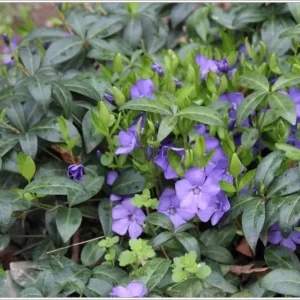 Vinca Minor Vine Plant, Graveyard Vine, 6-12 Inch, Qt Pot, Evergreen Groundcover