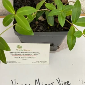 Vinca Minor Vine Plant, Graveyard Vine, 6-12 Inch, Qt Pot, Evergreen Groundcover