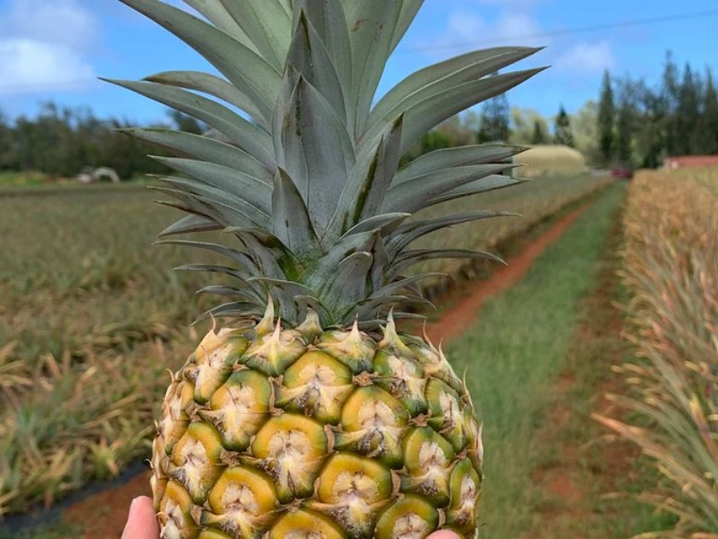 white pineapple