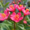 Watermelon Jatropha Tropical Shrub - 4 inch Pot - Bright Pink Blooms - Flowering Plant