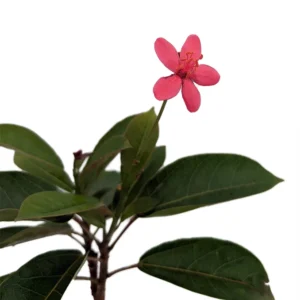 Watermelon Jatropha Tropical Shrub - 4 inch Pot - Bright Pink Blooms - Flowering Plant