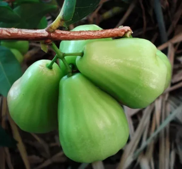 Wax Apple Green Diamond Fruit Tree - Live Plant - Rare Variety - Sweet and Juicy