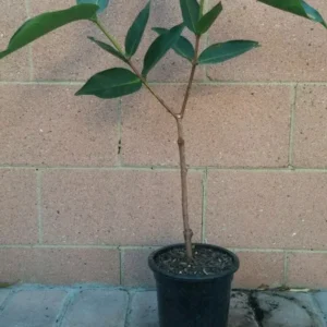 Wax Apple Green Diamond Fruit Tree - Live Plant - Rare Variety - Sweet and Juicy