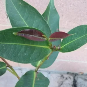 Wax Apple Green Diamond Fruit Tree - Live Plant - Rare Variety - Sweet and Juicy