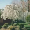 Weeping Cherry Tree - Prunus X Yeodensis Shidare Yoshino - 8-12 Inch Tall Flowering Plant