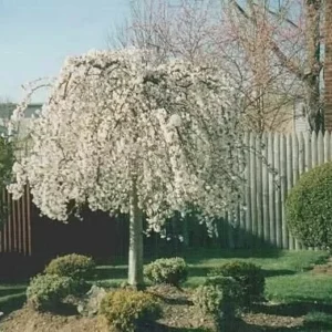 Weeping Cherry Tree - Prunus X Yeodensis Shidare Yoshino - 8-12 Inch Tall Flowering Plant