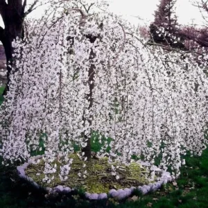 Weeping Cherry Tree - Prunus X Yeodensis Shidare Yoshino - 8-12 Inch Tall Flowering Plant