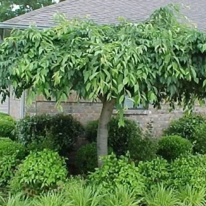 Weeping Cherry Tree - Prunus X Yeodensis Shidare Yoshino - 8-12 Inch Tall Flowering Plant