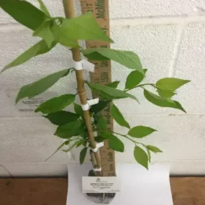 Weeping Cherry Tree - Prunus X Yeodensis Shidare Yoshino - 8-12 Inch Tall Flowering Plant