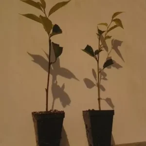 Weeping Cherry Trees - 2 Weeping Flowers Tree 6-12 Inch 2.5