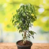 Weeping Fig - Ficus benjamina - 4 inch Pot - Indoor House Plant - Easy Bonsai
