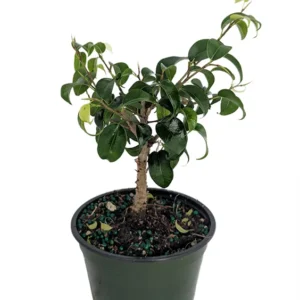 Weeping Fig - Ficus benjamina - 4 inch Pot - Indoor House Plant - Easy Bonsai
