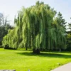 Weeping Willow Tree 3-Pack - Green Salix Babylonica Bare Root - 12 to 24in Screening Tree