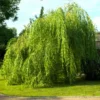 Weeping Willow Tree - 5 Green Salix Babylonica Bare Root Screening Trees 12 to 24in Tall