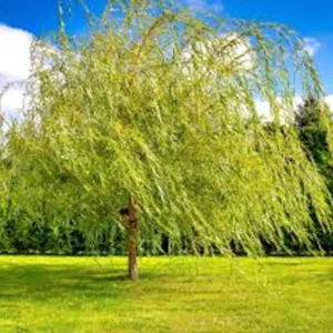 Weeping Willow Tree - 5 Green Salix Babylonica Bare Root Screening Trees 12 to 24in Tall