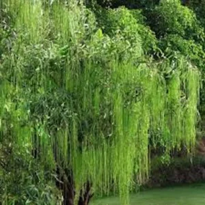 Weeping Willow Tree - 5 Green Salix Babylonica Bare Root Screening Trees 12 to 24in Tall