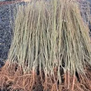 Weeping Willow Tree - 5 Green Salix Babylonica Bare Root Screening Trees 12 to 24in Tall