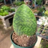 Whale Fin Sansevieria Snake Plant 4 inch Pot - Sansevieria Masoniana