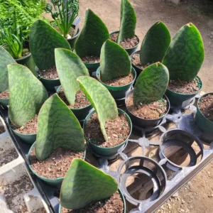 Whale Fin Sansevieria Snake Plant 4 inch Pot - Sansevieria Masoniana