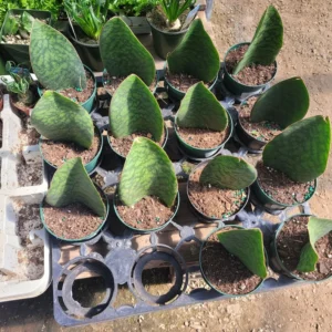 Whale Fin Sansevieria Snake Plant 4 inch Pot - Sansevieria Masoniana