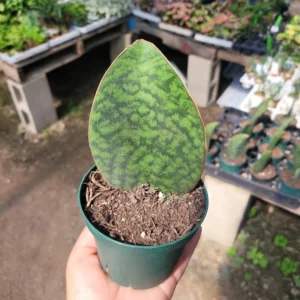 Whale Fin Sansevieria Snake Plant 4 inch Pot - Sansevieria Masoniana