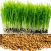 Wheat Grass Seeds - 13,500+ Seeds - Lawn Grass for Planting
