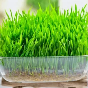 Wheat Grass Seeds - 13,500+ Seeds - Lawn Grass for Planting