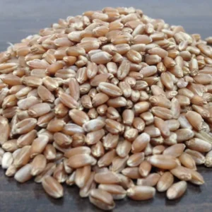 Wheat Grass Seeds - 13,500+ Seeds - Lawn Grass for Planting