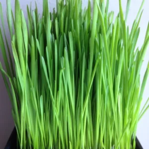 Wheat Grass Seeds - 13,500+ Seeds - Lawn Grass for Planting