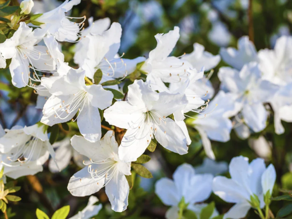 White Azalea