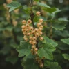 White Currant Plant - Rooted Fruit Bush 6-12 Inch Tall - Edible Currants