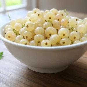White Currant Plant - Rooted Fruit Bush 6-12 Inch Tall - Edible Currants