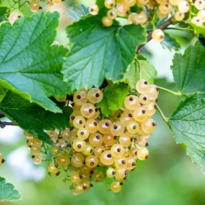 White Currant Plant - Rooted Fruit Bush 6-12 Inch Tall - Edible Currants