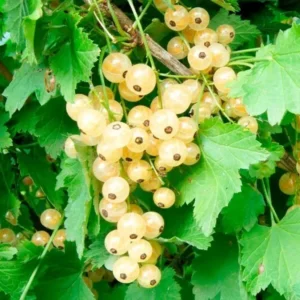White Currant Plant - Rooted Fruit Bush 6-12 Inch Tall - Edible Currants