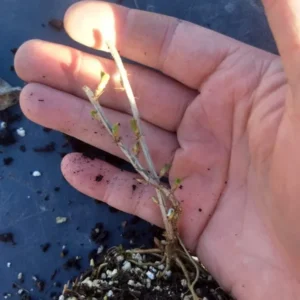 White Currant Plant - Rooted Fruit Bush 6-12 Inch Tall - Edible Currants