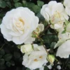 White Dawn Climbing Rose Starter Plant - Live Vine - White Blooms