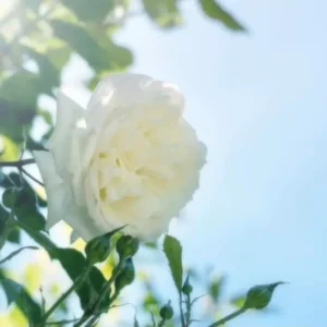 White Dawn Climbing Rose Starter Plant - Live Vine - White Blooms