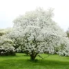 White Dogwood Tree - 3 Pack Cornus Florida - 12 to 24in Tall - Bare Root Flowering Dogwood