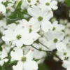 White Dogwood Tree 4 Inch Pot - Cornus Florida Flowering Plant