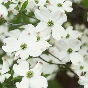 White Dogwood Tree 4 Inch Pot - Cornus Florida Flowering Plant