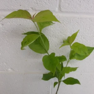 White Dogwood Tree 4 Inch Pot - Cornus Florida Flowering Plant