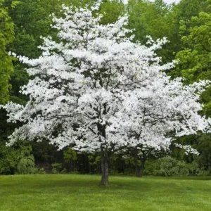 White Dogwood Tree 4 Inch Pot - Cornus Florida Flowering Plant