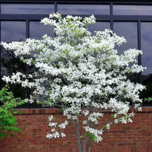 White Dogwood Trees 5-Pack Bare Root Seedlings 10-23