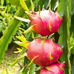 White Dragon Fruit Live Plant - 1ft Hylocereus Undatus Cactus Pitaya Tree in 1 Gallon Pot