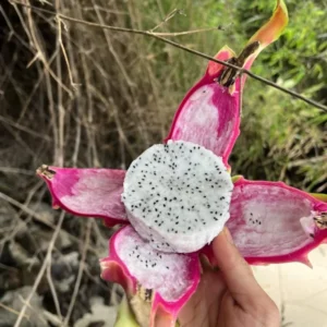 White Dragon Fruit Live Plant - 1ft Hylocereus Undatus Cactus Pitaya Tree in 1 Gallon Pot